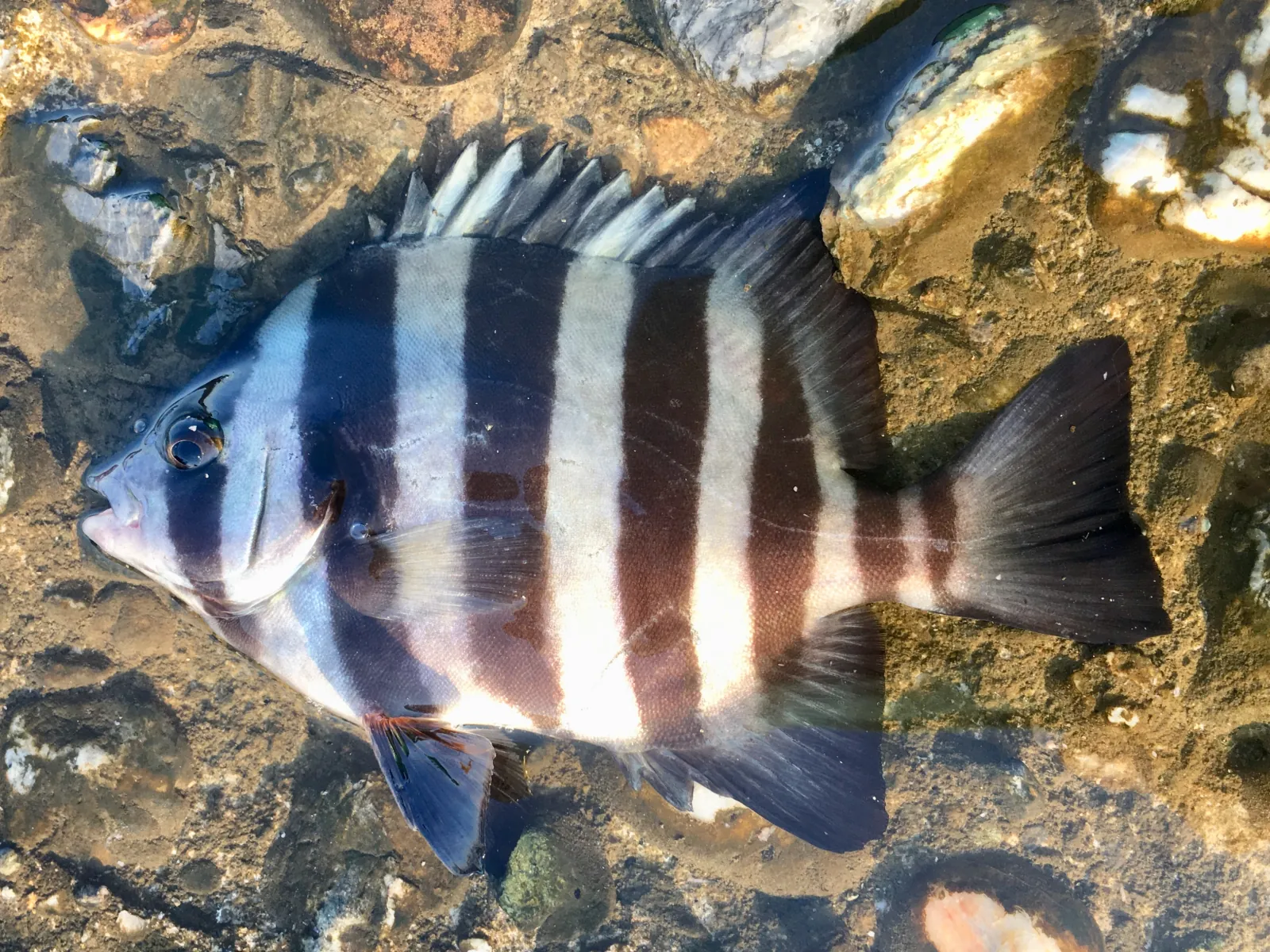縞模様のイシダイの全身