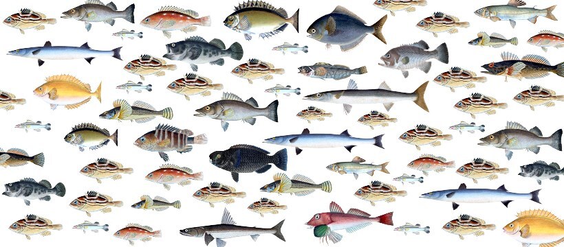 WEB魚図鑑に掲載されている魚たち